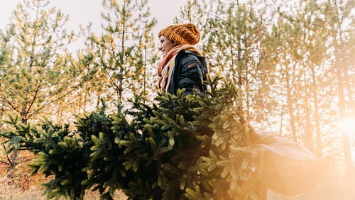 Cover Image for Christmas Tree Farms in the Shuswap 