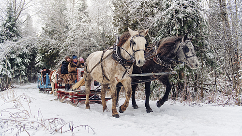 Cover Image for 5 Fun Winter Activities in Salmon Arm 